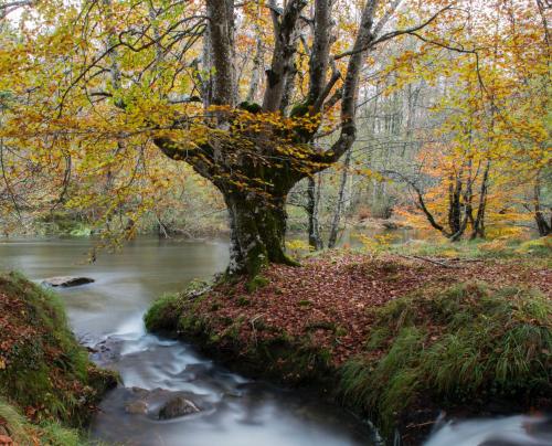 a tree in the middle of a stream at Caserio Arrigorri excelente ubicación jardín con barbacoa 14 plazas in Murguía