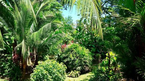 a lush green forest with palm trees and bushes at Mar Verde Lodge in Puerto Viejo