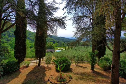 a view of a vineyard through the trees at Agriturismo Fattoria Celle in Figline Valdarno