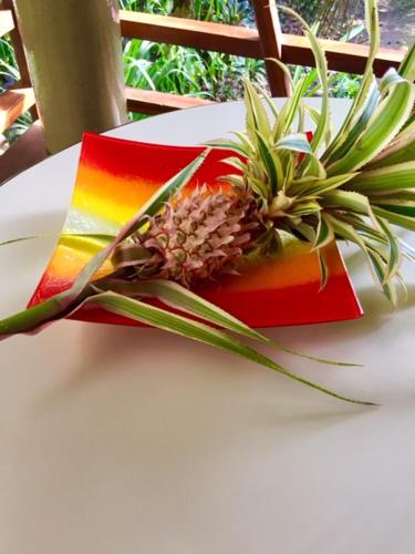 a plant sitting on a plate on a table at Mar Verde Lodge in Puerto Viejo