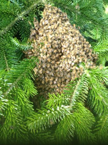 a pile of nuts on a pine tree branch at Landhotel zum Honigdieb in Ribnitz-Damgarten