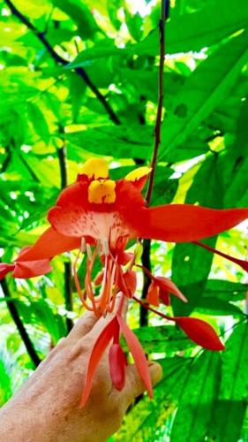 a person holding a red flower in front of a tree at Mar Verde Lodge in Puerto Viejo