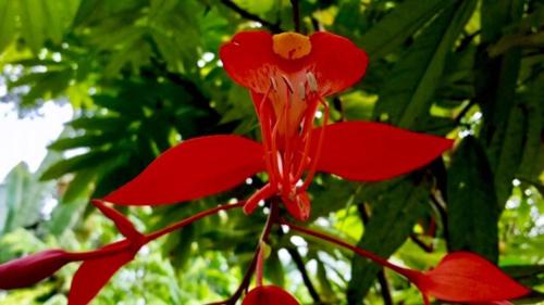 a red flower is growing on a tree at Mar Verde Lodge in Puerto Viejo