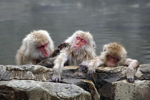 Άλλα ζώα σε αυτό το ryokan ή στη γύρω περιοχή