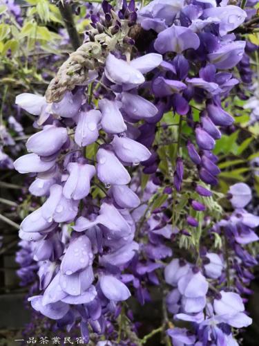 a bunch of purple flowers on a plant at Gaodiyuan Tea B&B 高帝園茶業民宿 in Meishan