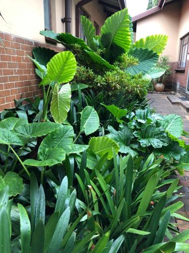 a garden of plants with large green leaves at Clubview Guest House in Centurion
