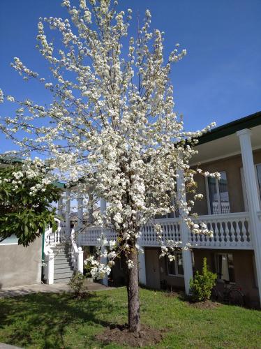 a tree with white flowers in front of a house at Tskaltubo Apartment Mirian Mepe in Tskaltubo