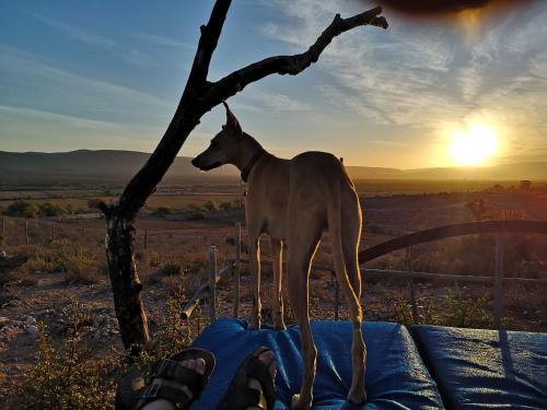 a dog standing on top of a bed with the sunset at Amber Lagoon Backpackers Lodge in Vleirivier