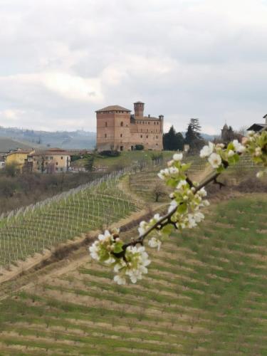 a vineyard with a building and a tree with white flowers at Casa Pulci in Grinzane Cavour