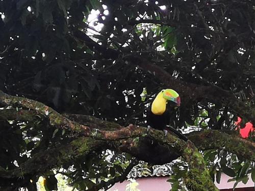 a colorful bird sitting on a tree branch at Las Cabañas in Venecia