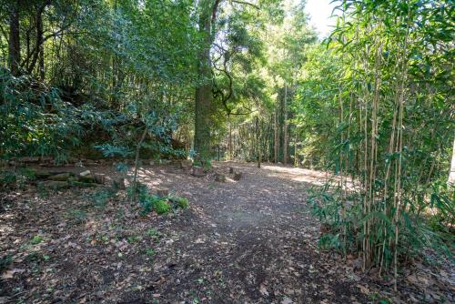 a dirt road in the middle of a forest at Quinta das Lamas - Antiga Adega in Vouzela