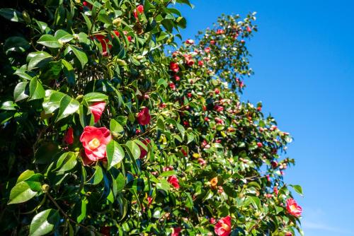 a tree with red flowers on it at Quinta das Lamas - Antiga Adega in Vouzela