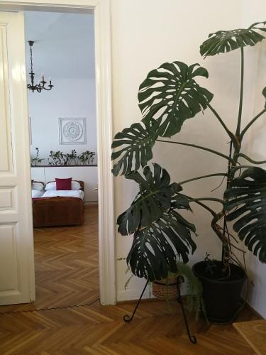 a plant in a room next to a hallway at TulipánVendégház in Keszthely