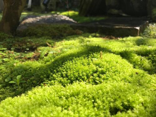 古民家三津浜旅館にある庭