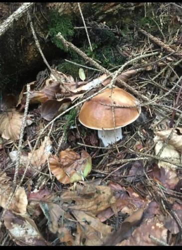 a group of mushrooms sitting on the ground at Sadyba Domashniy zatyshok in Pilipets