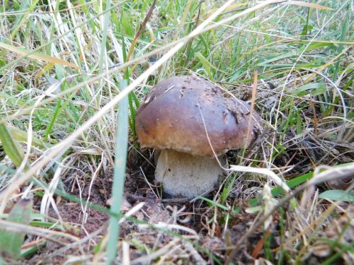 a mushroom sitting on the ground in the grass at Las Hoyas I y II in Tolbaños de Arriba
