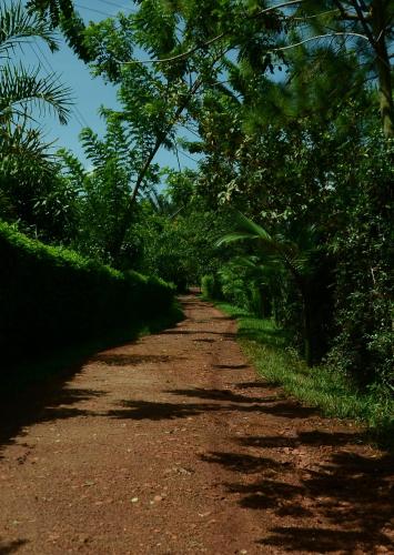 a dirt road in the middle of a forest at Tusubira village in Jinja