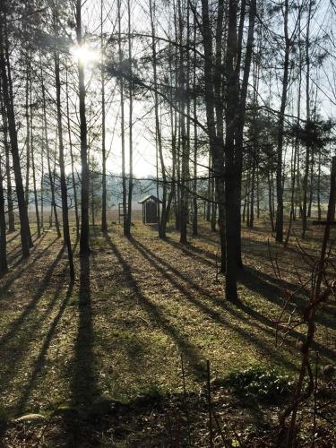 a forest with the sun shining through the trees at Glamping Drzwi Do Lasu in Supraśl