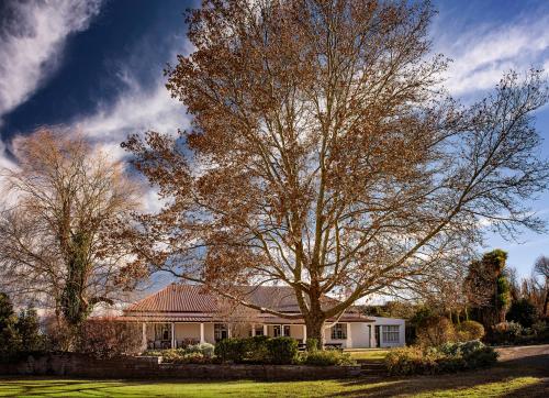 a large tree in front of a house at Ganora Guest Farm, Camping and Excursions in Nieu-Bethesda