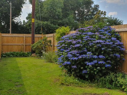 a bush of purple flowers on a fence at Forest Farm Papplewick Nottingham - Spacious Self-Contained Rural Retreat! in Papplewick
