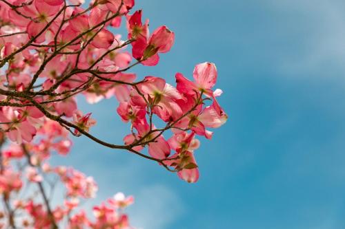 a branch of a tree with pink flowers at Landhotel Krolik in Daun