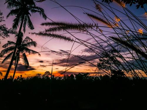 a sunset with a palm tree in the foreground at Angsoka Bungalow in Ubud