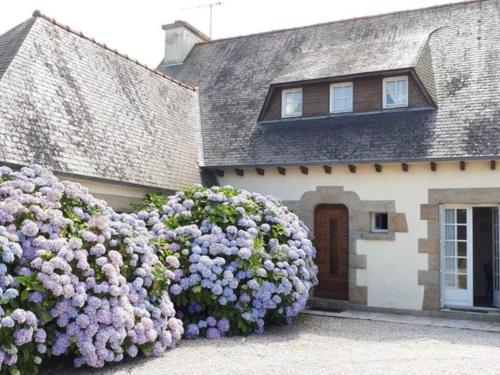 a large bush of purple flowers in front of a house at Large holiday home with garden in Brittany in Hénansal