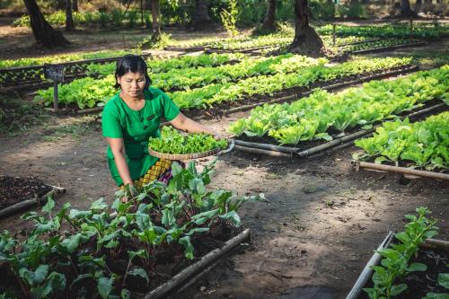 a woman standing in a field of lettuce at Eskala Hotels and Resorts in Ngwesaung