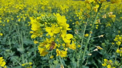 a bee on a flower in a field of yellow flowers at Xishan Wutong Qinyuan (Free Pick up Service) in Huangshan