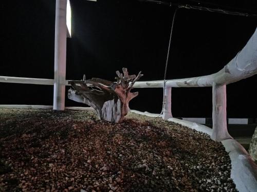 a tree on top of a building at night at D' Partner's Inn in Jagna
