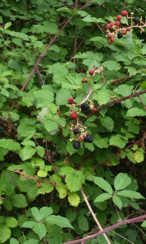a bunch of blackberries on a plant with green leaves at B&B Podere Bramapane in Montelungo Superiore