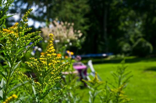 a bush with yellow flowers in a park at Skelstrupgaard Apartments in Maribo