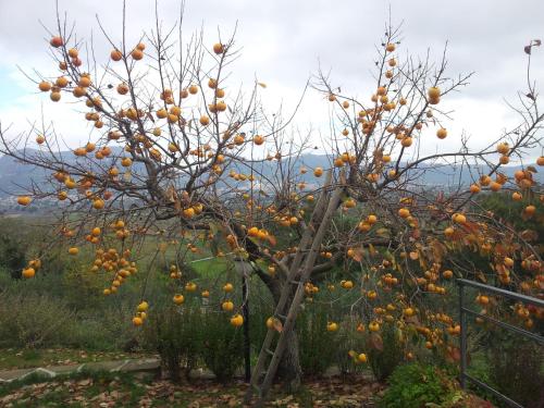 an orange tree with many oranges on it at Fonte Chiara in Gubbio