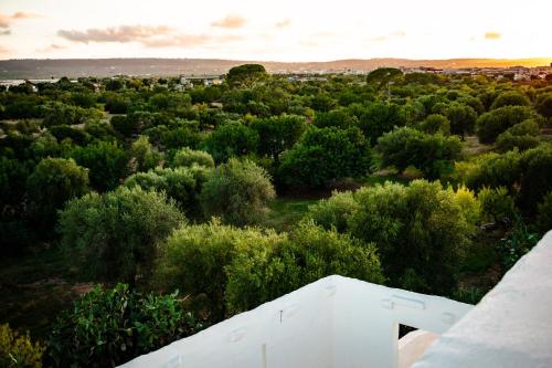 an aerial view of a forest of trees at Masseria D'Erchia in Monopoli