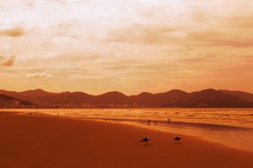 two birds walking on the beach at sunset at Hotel Itapema Meia Praia in Itapema