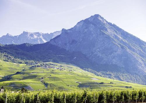 a green field with a mountain in the background at Hôtel des Bains de Saillon in Saillon