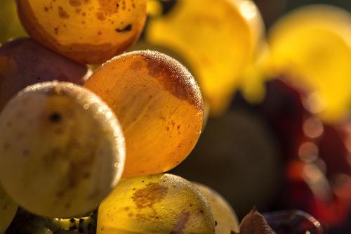 a close up of a bunch of fruits and vegetables at Château Sigalas Rabaud in Bommes