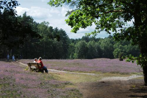 two people sitting on a bench in a field of purple flowers at Hotel Pension Marie-Luise, Hotel garni in Bad Bevensen