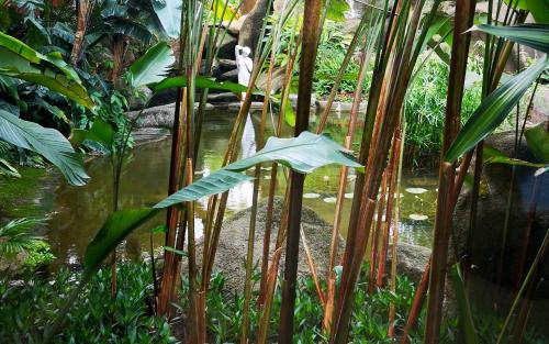 a plant in front of a pond in a forest at City Hotel Xiamen-Free Welcome Fruits in Xiamen