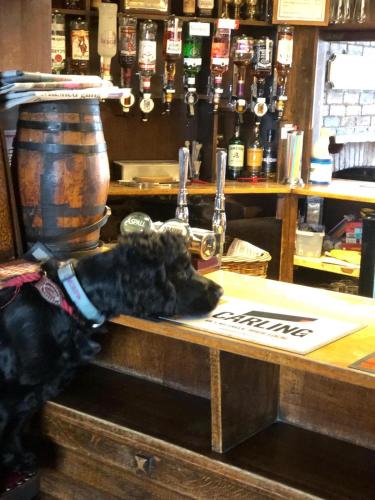 a dog sitting on the counter of a bar at Ye Olde White Harte Hotel in Burnham on Crouch