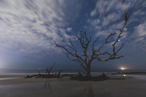 a dead tree on the beach at night at Days Inn & Suites by Wyndham Jekyll Island in Jekyll Island