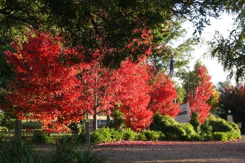 a tree with red leaves in front of a house at Delderfield Villas Adults Retreat in Marysville