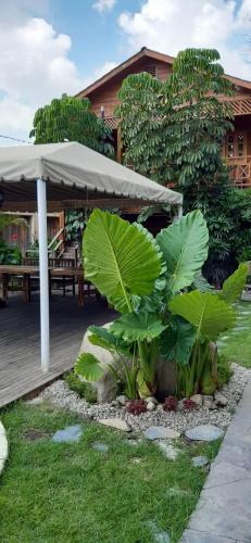 Zahrada ubytování Cabañas La Finca