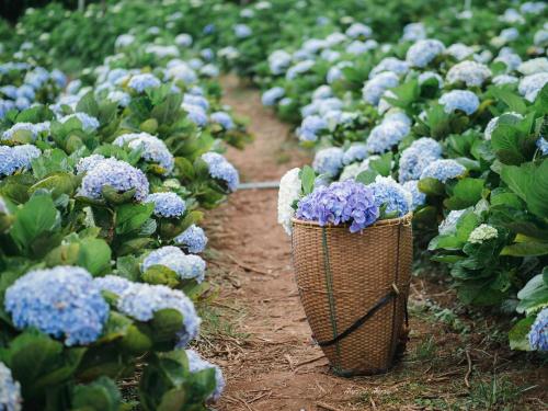 a field of blue flowers in a garden at Smile Place (สมายเพลส) in Chiang Mai