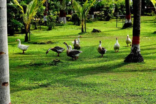 a group of ducks walking in the grass at Toshali Sands Nature Escape Puri in Puri