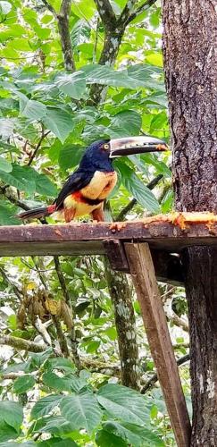 a bird sitting on top of a bird feeder at Mar Verde Lodge in Puerto Viejo