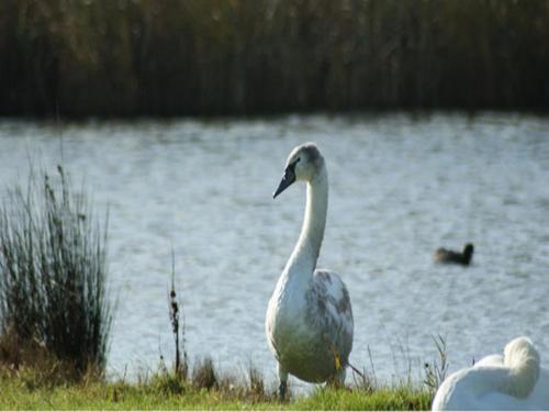 a goose standing in the grass near a lake at Auplands en-suite Rooms in Lymington