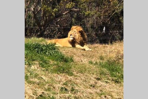 別荘の敷地内または近くにいる動物