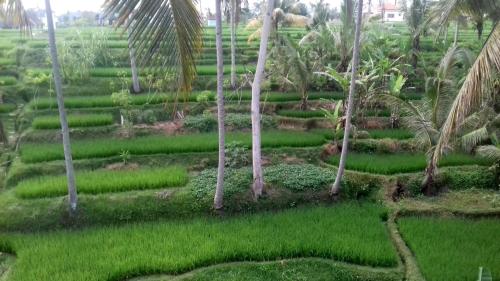 Jardín al aire libre en Junjungan Suite