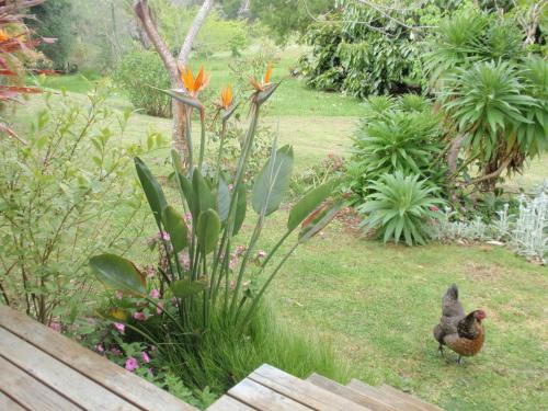 a chicken standing in the grass in a garden at Wharepuke Subtropical Accommodation in Kerikeri